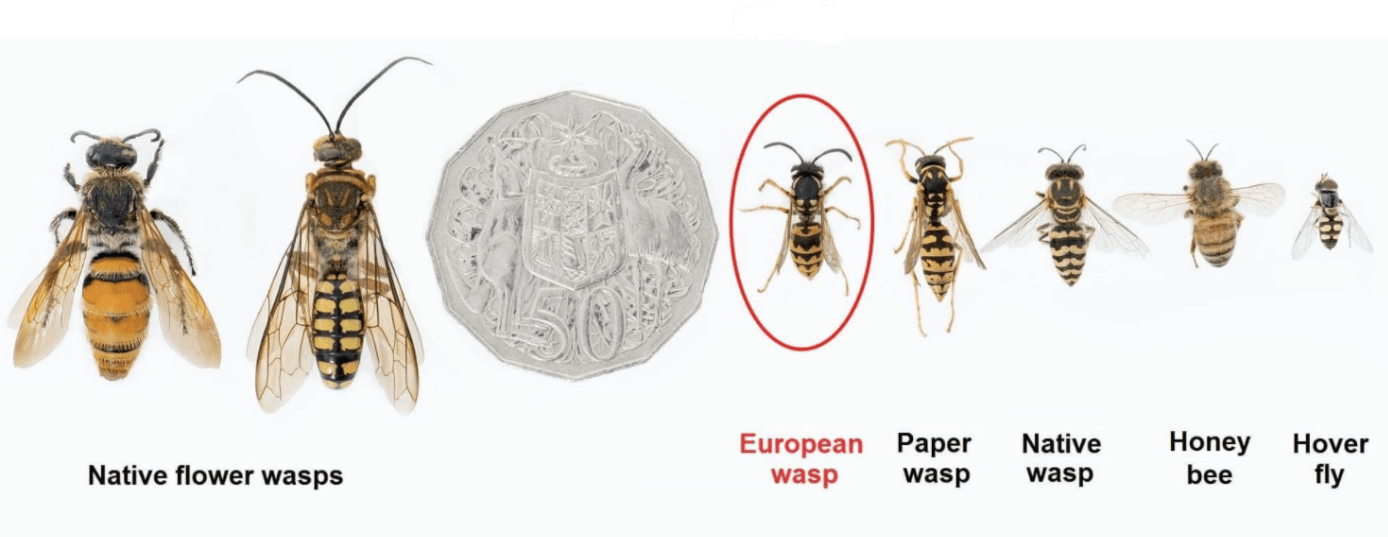 Differences between European wasps and native wasps.