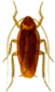 american-cockroach