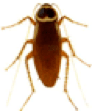 australian-cockroach
