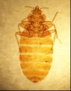 bed-bug
