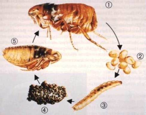 flea-life-cycle