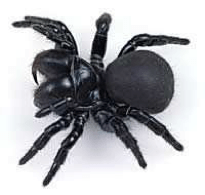 mouse-spider