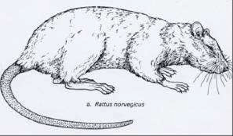 norway-rat
