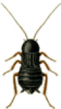oriental-cockroach