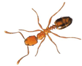 A top down look at a Pharaoh's ant