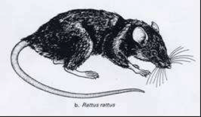 roof-rat