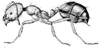 A side on look at an Singapore ant