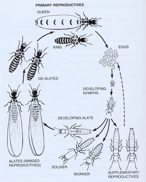 termite-life-cycle