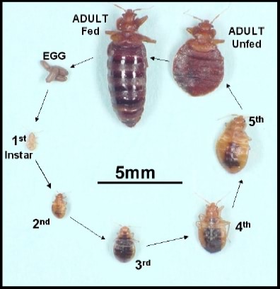 bed-bug-lifecycle