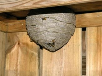 Indoor European wasp nest.